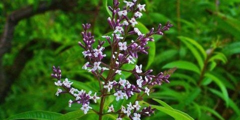 Limun verbena: fotografija, uzgoj i njega