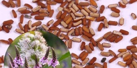 Verbena: sadnja sadnica, uzgoj kod kuće