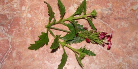 Verbena na otvorenom: fotografija, sadnja i njega, razmnožavanje reznicama