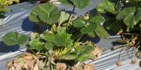 Verticiloza jagode: šta je to, fotografija, liječenje