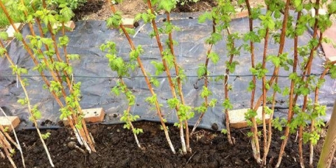 Proljetna obrada maline od štetočina i bolesti