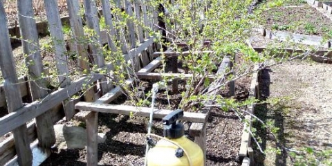 Proljetna obrada ribizle i ogrozda od štetočina