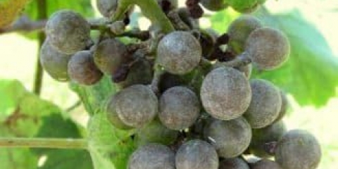 Proljetna prerada grožđa od bolesti i štetočina