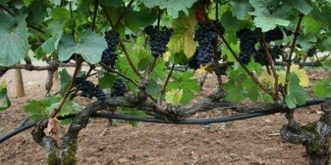 Proljetna rezidba grožđa u opisu korak po korak