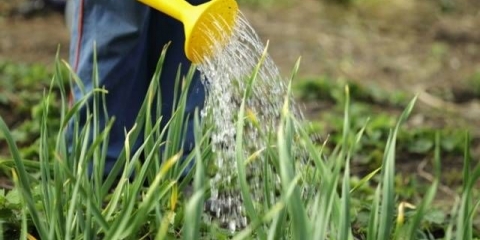 Prolećni preliv od belog i crnog luka