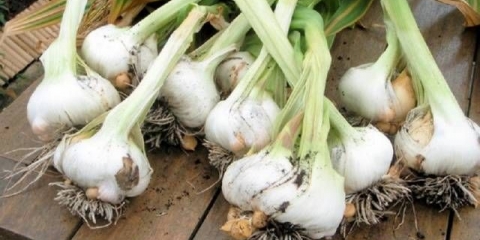 Prolećni preliv zimskog belog luka