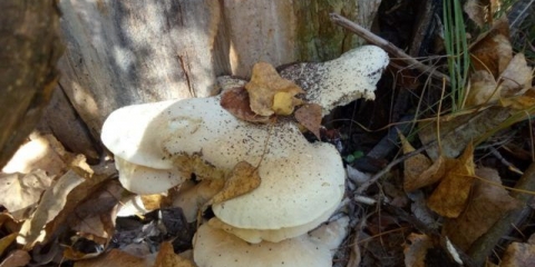 Hrastova bukovača (pleurotus dryinus): opis i fotografija