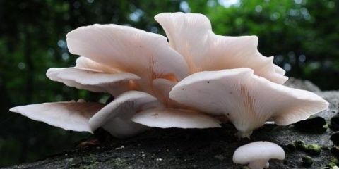 Plućna gljiva bukovača: fotografija i opis gljive