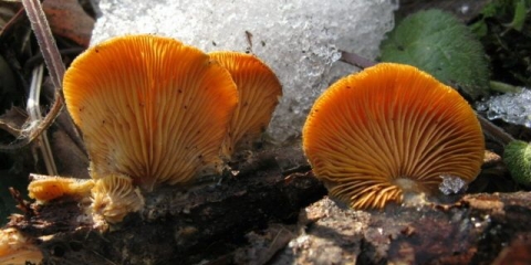 Narandžasta gljiva bukovača: fotografija i opis gljive