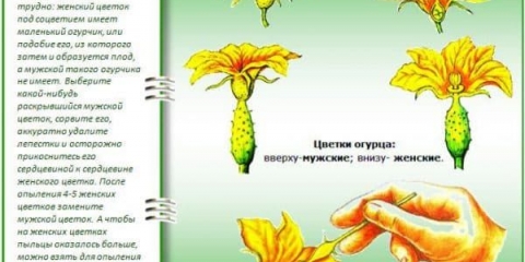 Glasnik kojih bolesti je simptom - žutilo krastavaca