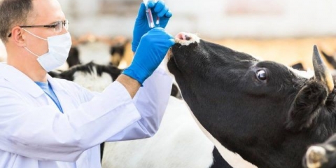 Veterinarska pravila za bjesnilo životinja