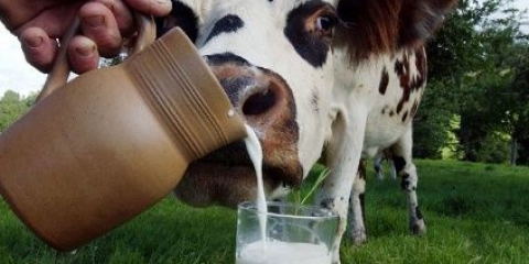 Veterinarska pravila za brucelozu životinja