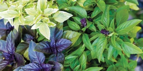 Vrste i sorte bosiljka: ruža, karanfilić, jerevan