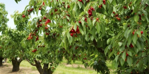 Vrste i sorte trešanja