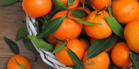 Vrste i sorte mandarina: fotografija i opis, imena