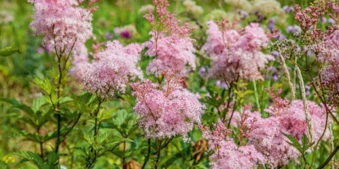 Vrste i sorte livade (livadarke): elegans, crveni ambrella, philipendula i dr