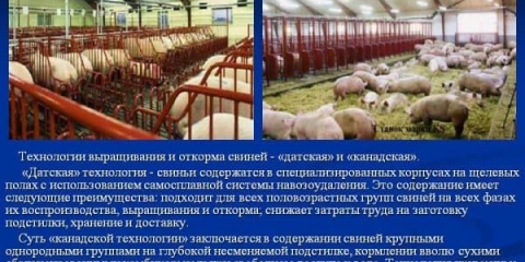 Vrste hrane za svinje