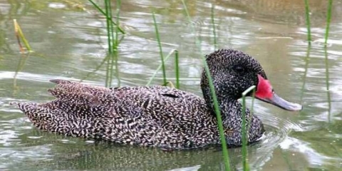 Vrste pataka: sorte, rase domaćih pataka