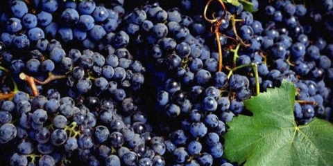 Vino od crnog grožđa kod kuće