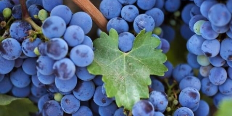 Isabella vino kod kuće: jednostavan recept