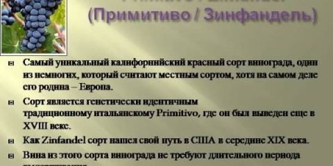 Vino primitivno (primitivo) italija i sorta grožđa