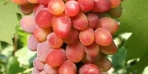 Lučno grožđe: opis sorte, fotografije, recenzije