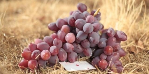 Grožđe ataman pavlyuk: opis sorte, fotografije, recenzije