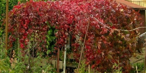 Grožđe djevojačko petolistno dekorativno - sorte i vrste