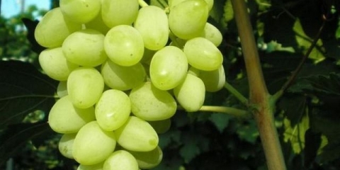 Grožđe za centralnu rusiju, sorte