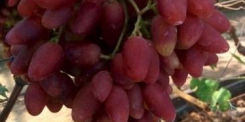 Grožđe dubovski roze