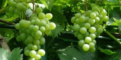 Grožđe galbena nou (zlato)