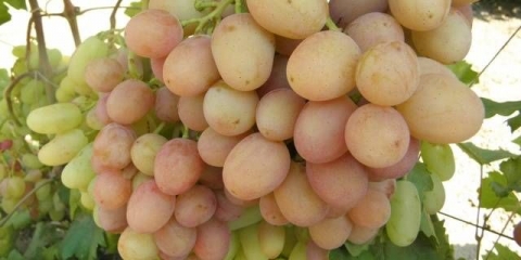 Rano gurmansko grožđe (novocherkassk crveno)