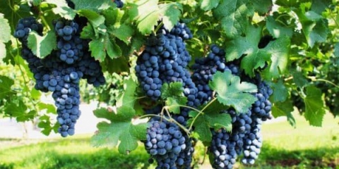 Grožđe i vino pinot noir (pinot noir) - opis sorte