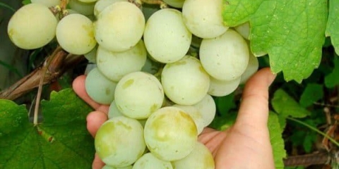 Grožđe kesha - krupnoplodna sorta domaće selekcije