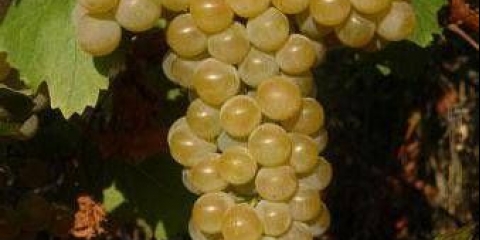 Grožđe kišmiš citron: opis sorte, fotografija