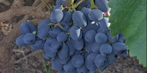 Grožđe kishmish jupiter: opis sorte, fotografije, recenzije