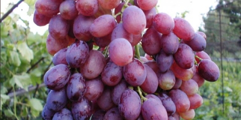 Kišmiš od grožđa blistav