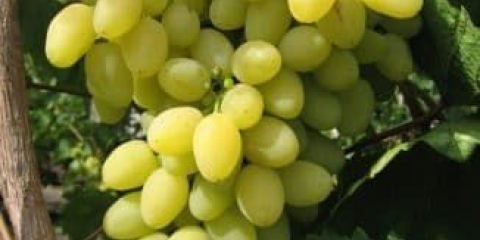 Grožđe laura - čak i početnik može savladati uzgoj sorte