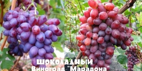 Čokoladno grožđe maradona
