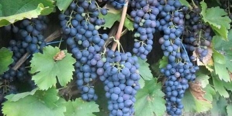 Grape marttet