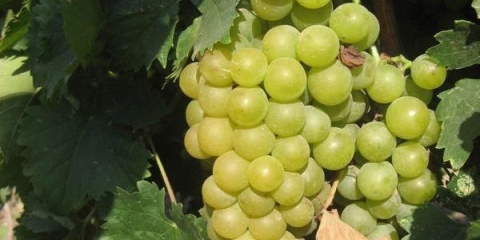 Muškat bijelo grožđe