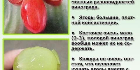 Grožđe muškat - 10 najboljih stonih sorti grožđa s okusom muškata