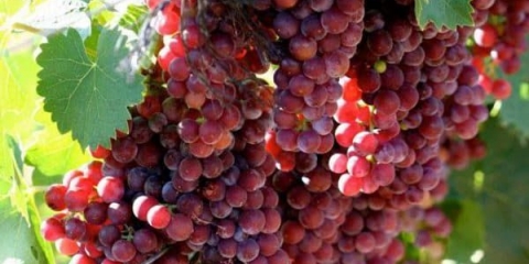 Grožđe muškat roze i rano - opis sorte