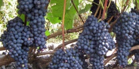 Grožđe dombkowska memorija za sjeverne geografske širine rusije