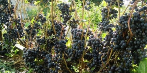 Dombkowska memory grožđe