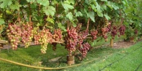 Grožđe za pamćenje učitelja