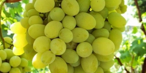 Plevensko grožđe: muškatni oraščić, otporan, augustin