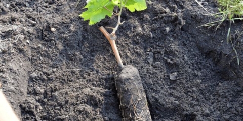 Rano voćno ekspresno grožđe: opis sorte, period zrenja