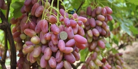 Transformacija grožđa