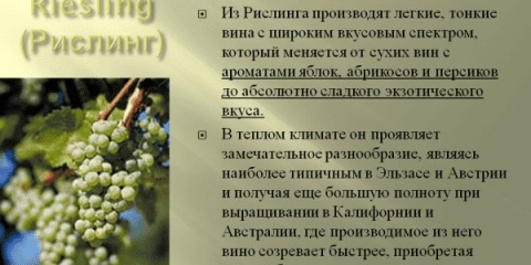 Rajnski rizling - opis i karakteristike sorte